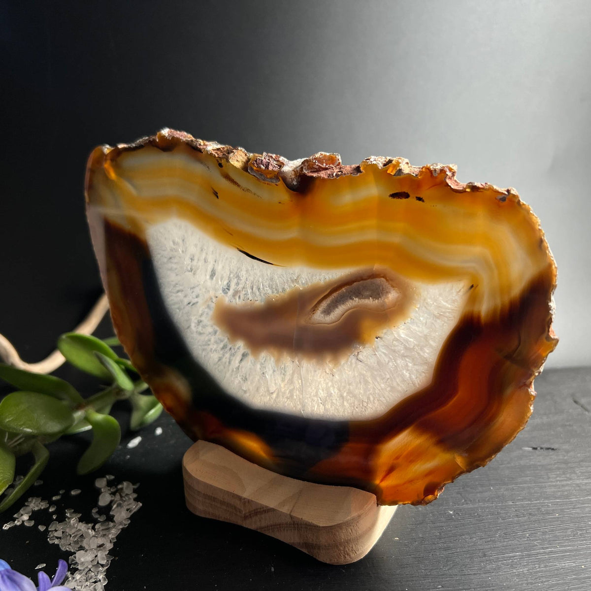  Achatscheibe mit warmen Honig- und Bernsteintönen und dunkler Bänderung auf Holzhalter | Happy Minerals