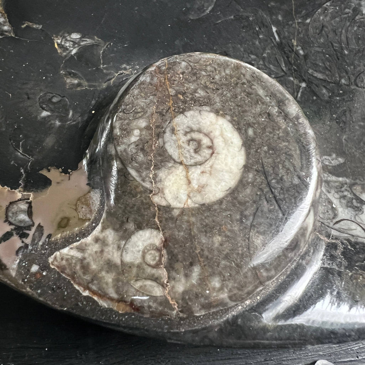 Nahaufnahme erhöhter Ammonit-Knauf, feine Spiralstruktur sichtbar – Happy Minerals