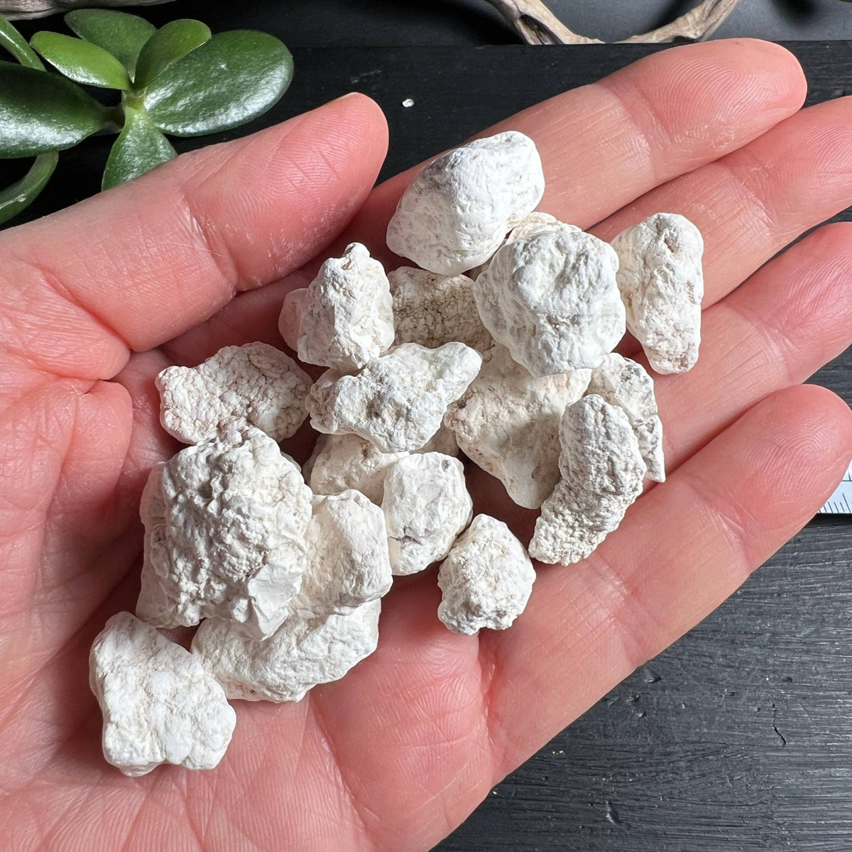Roher weißer Howlith Set in der Hand | natuerliche Knollenform Einschlafsteine | Happy Minerals
