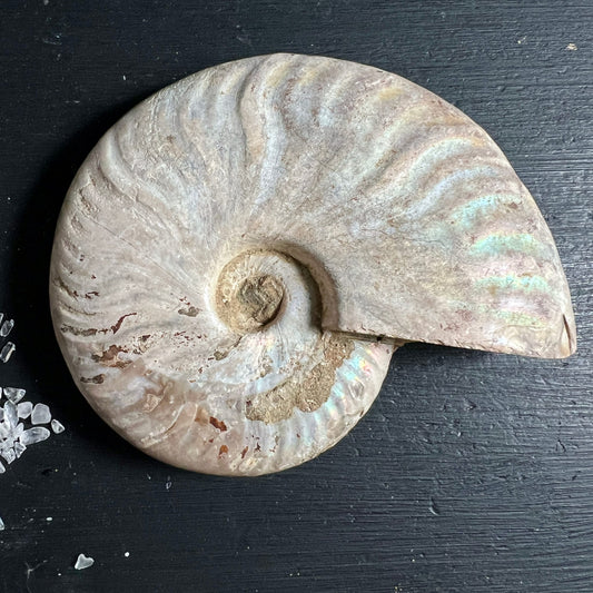 Ammonit Cleoniceras | schillernde Regenbogen-Iridenz | Madagaskar Fossil | Rohstein | Happy Minerals
