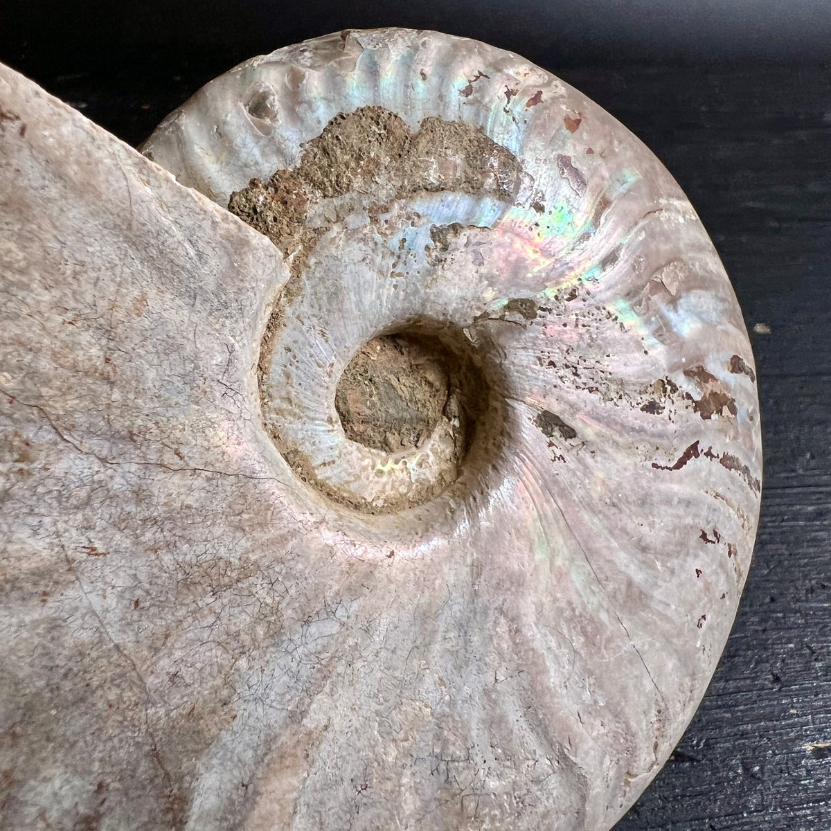 Ammonit Cleoniceras | Nahaufnahme Nabel | zartes Perlmutt-Schimmern | fossile Struktur | Happy Minerals