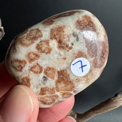 Hessonit in Wollastonit Nr 7 mit klassischem Giraffenmuster