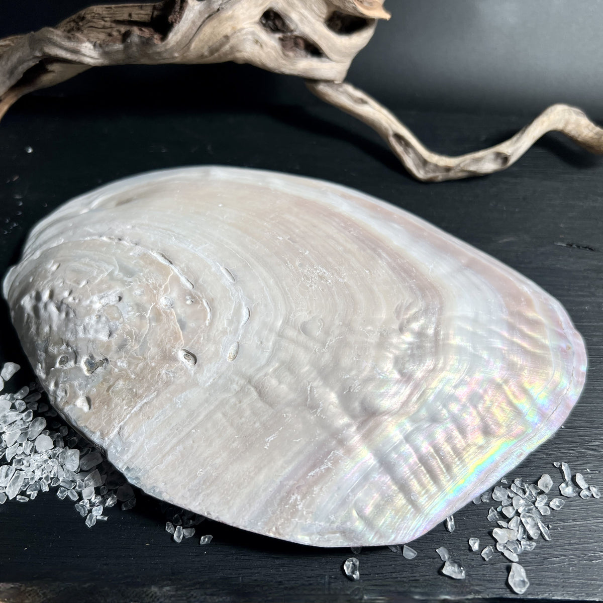 Natürliche Muschelschale, unbearbeitet und organisch | Happy Minerals