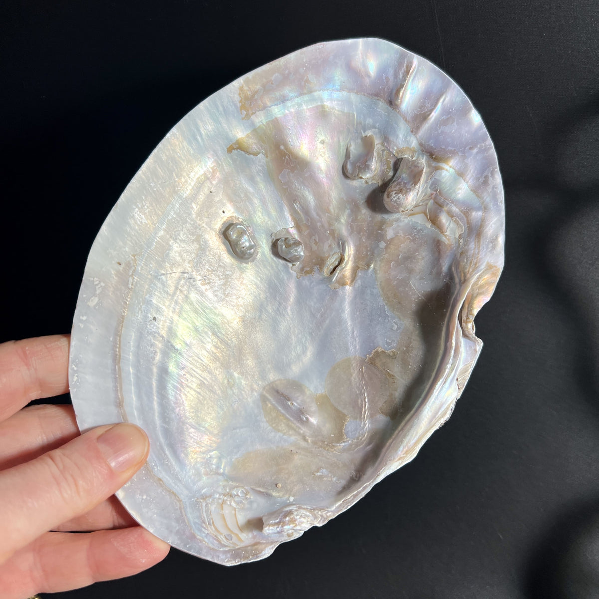 Perlmutt Muschelschale 16×10 cm mit irisierendem Glanz | Happy Minerals