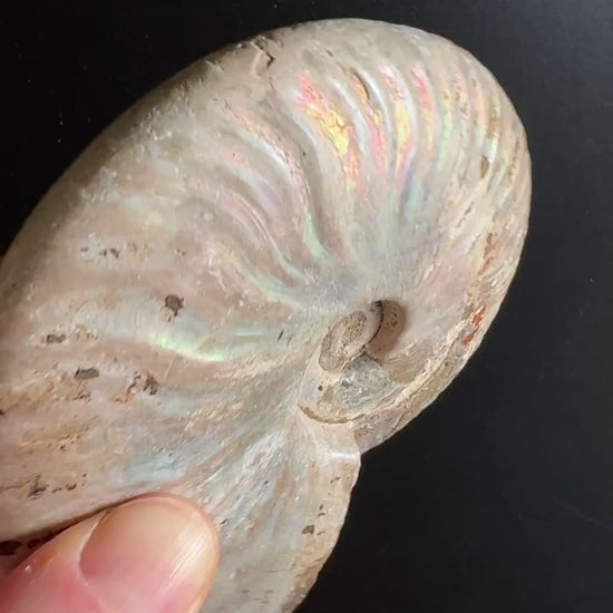 Ammonit Cleoniceras Rohstein 10x8cm | Urzeit-Fossil für Erdung und Beständigkeit Video | Happy Minerals