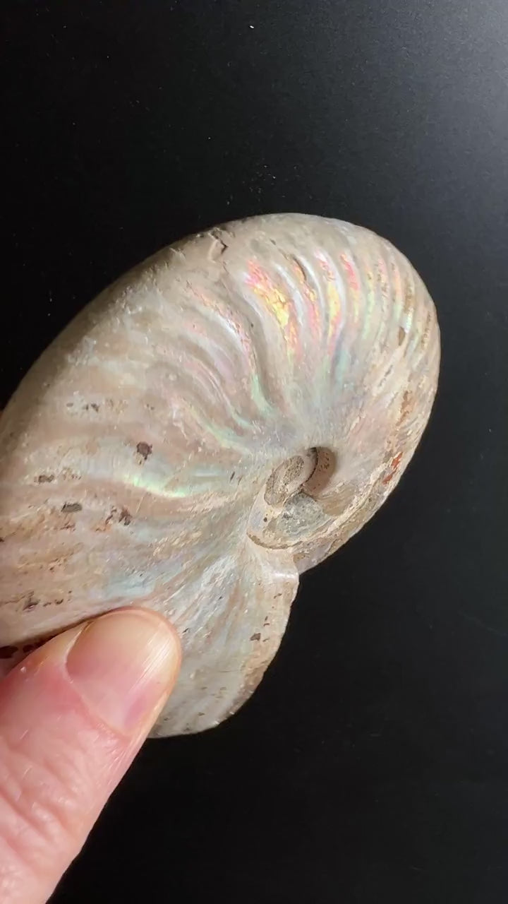 Ammonit Cleoniceras Rohstein 10x8cm | Urzeit-Fossil für Erdung und Beständigkeit Video | Happy Minerals