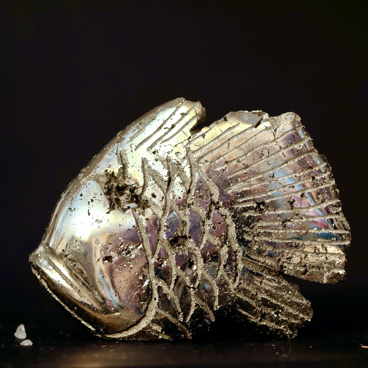 Pyrit Fisch mit metallisch goldenem Glanz, fein gravierten Schuppenlinien und violett-blauen Reflexen | Happy Minerals