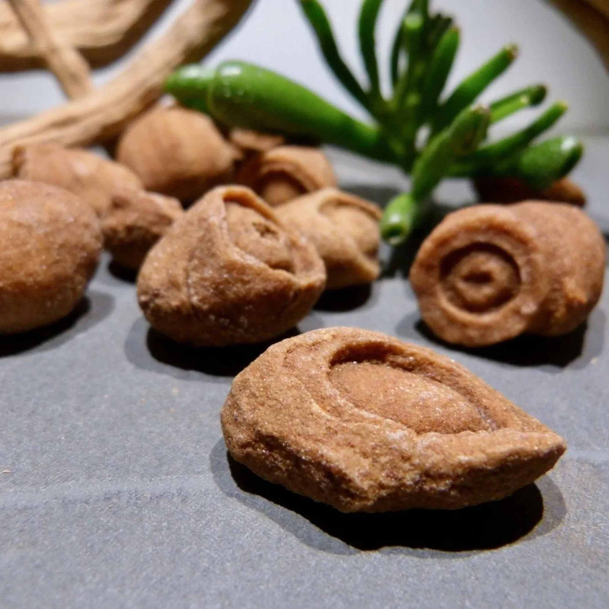 Roher Stromatolith Fossil aus Marokko mit natuerlichen Schichtungen