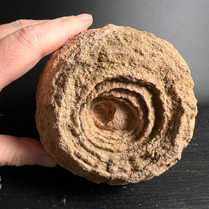 Stromatolith | Marokko | Rohstein | in der Hand | konzentrische Kreise | fossile Strukturen | Happy Minerals