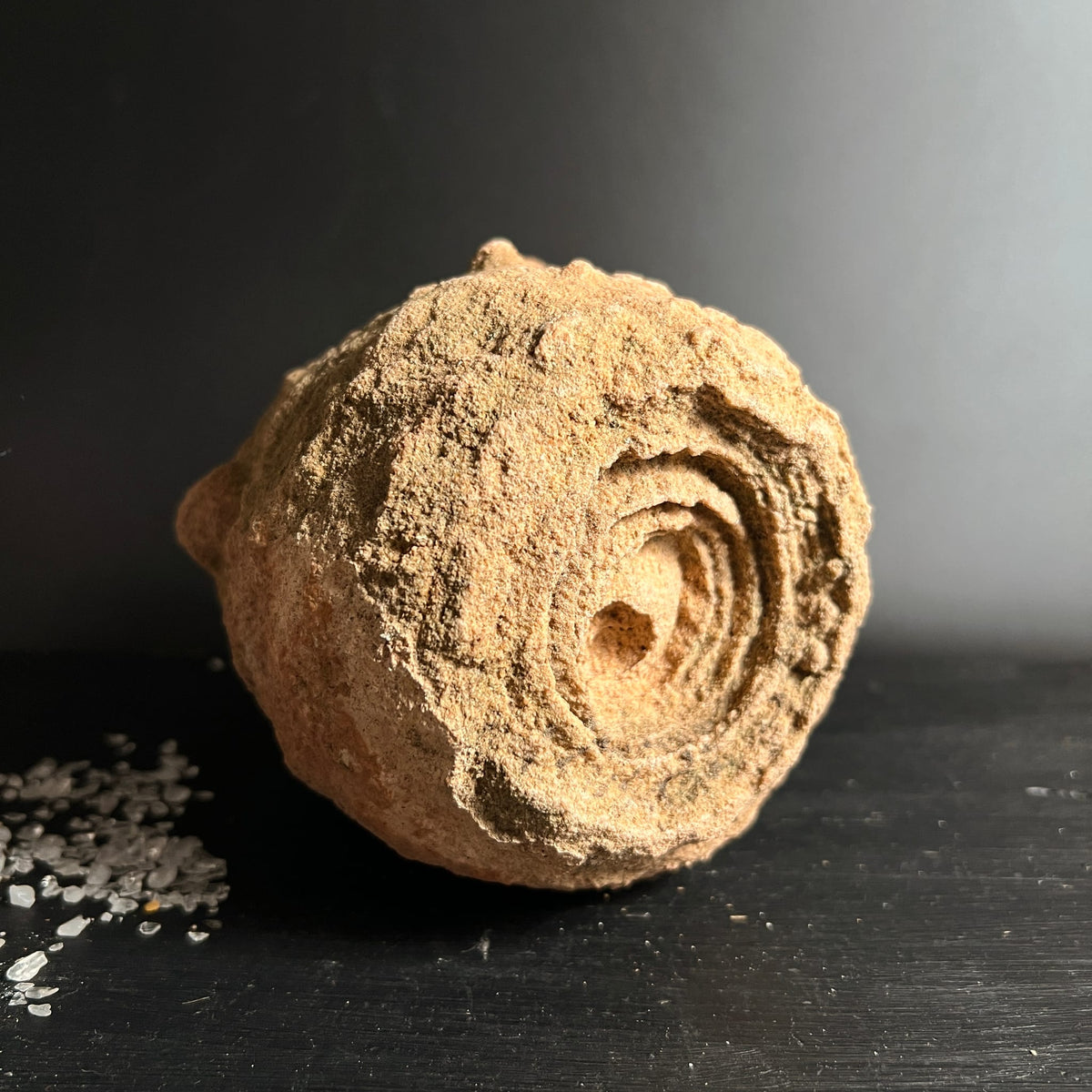 Stromatolith | Marokko | Rohstein | spiralförmige Wachstumsringe | erdige Beige-Brauntöne | Happy Minerals
